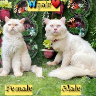 persian cats and kittens for sale wtsapp (0307/710/92/69)