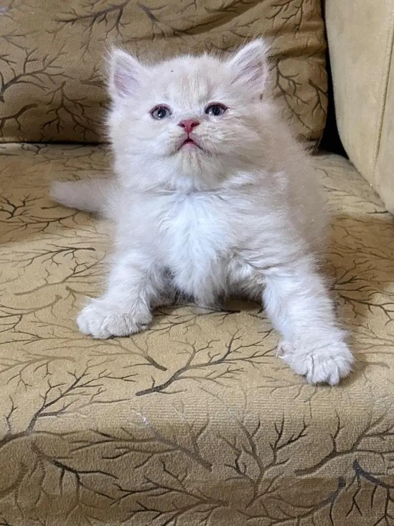 persian cats and kittens for sale wtsapp (0307/710/92/69) — photo 3