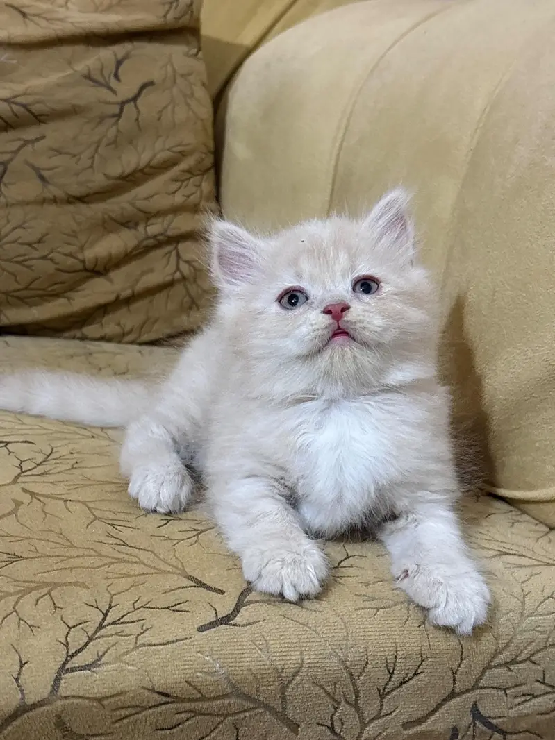 persian cats and kittens for sale wtsapp (0307/710/92/69) — photo 4