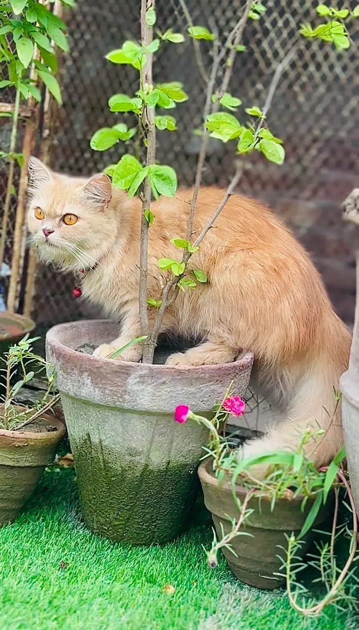 persian cats and kittens for sale wtsapp (0307/710/92/69) — photo 6