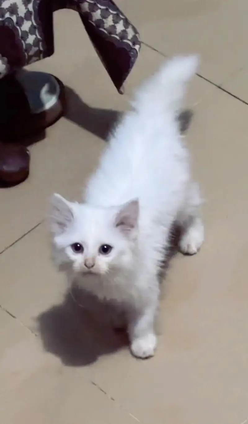 persian cats and kittens for sale wtsapp (0307/710/92/69) — photo 7
