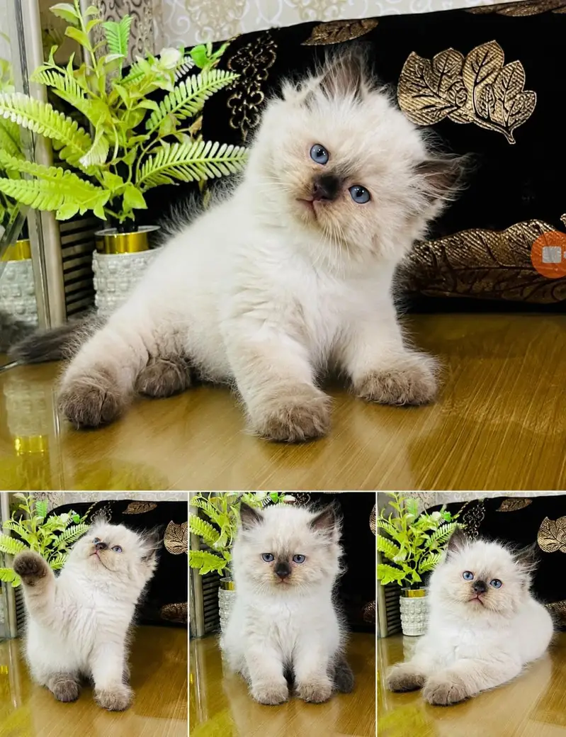 persian cats and kittens for sale wtsapp (0307/710/92/69) — photo 8