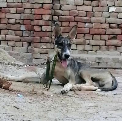 Alsatian bagiyari Male dog