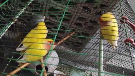 love birds per payer 2500