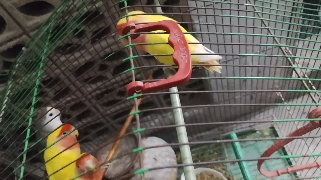love birds per payer 2500 — photo 2