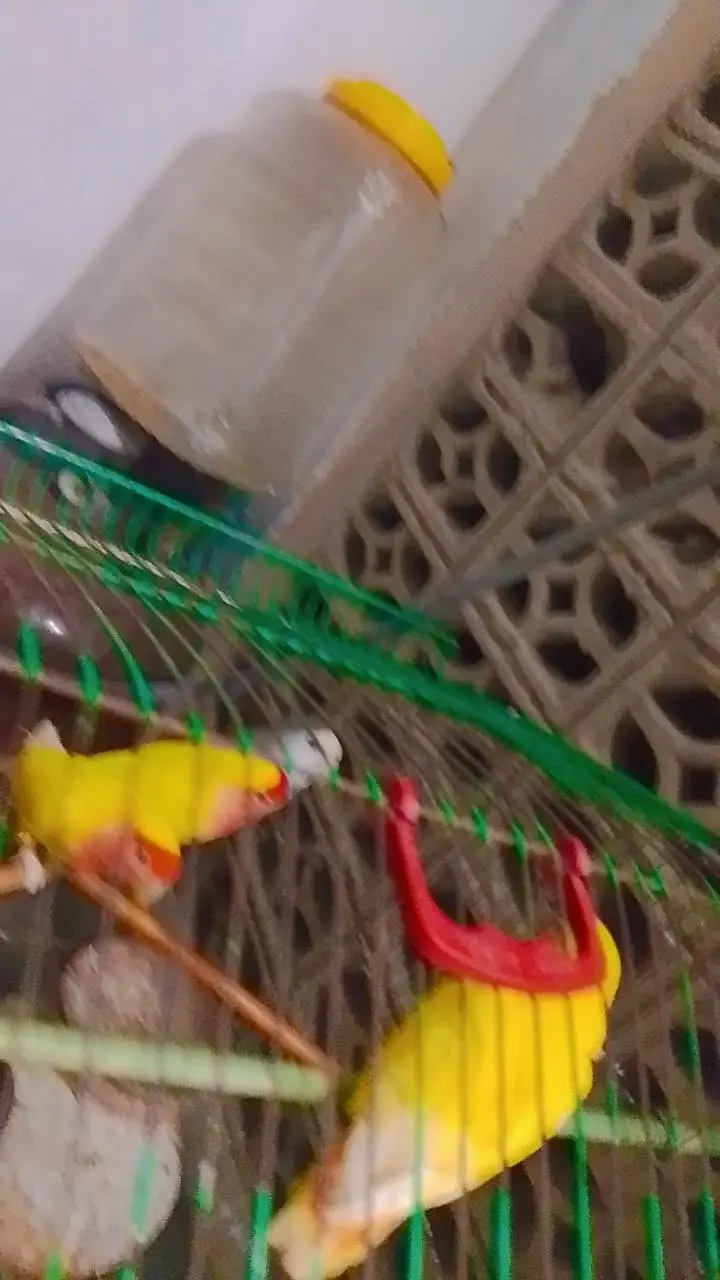 love birds per payer 2500 — photo 3