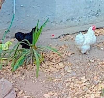 bantam hens
