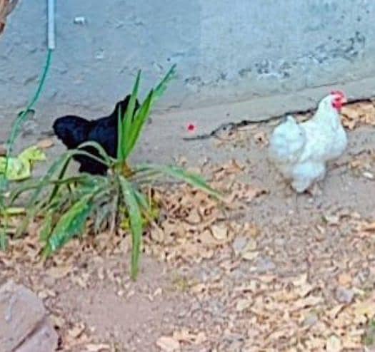 bantam hens 0