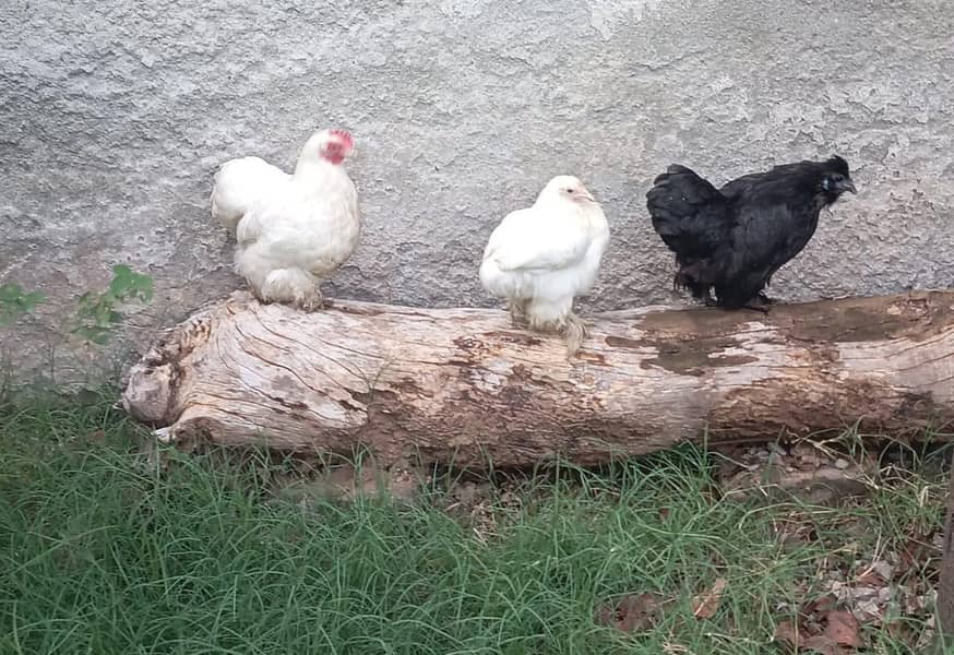bantam hens 1