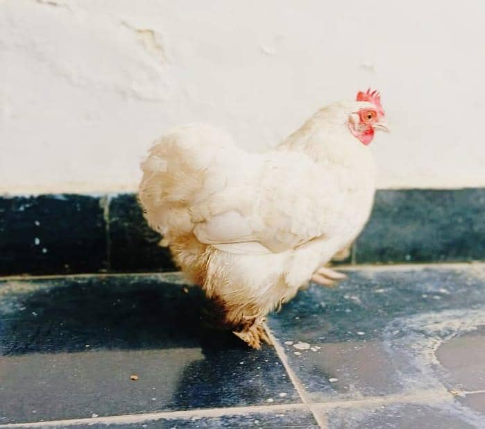 bantam hens 2