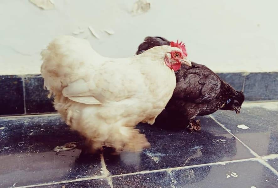 bantam hens 3