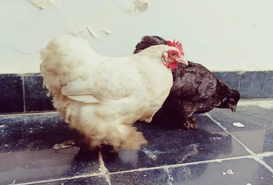 bantam hens — photo 4