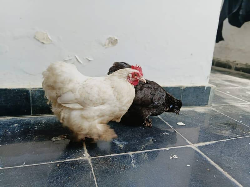 bantam hens 4
