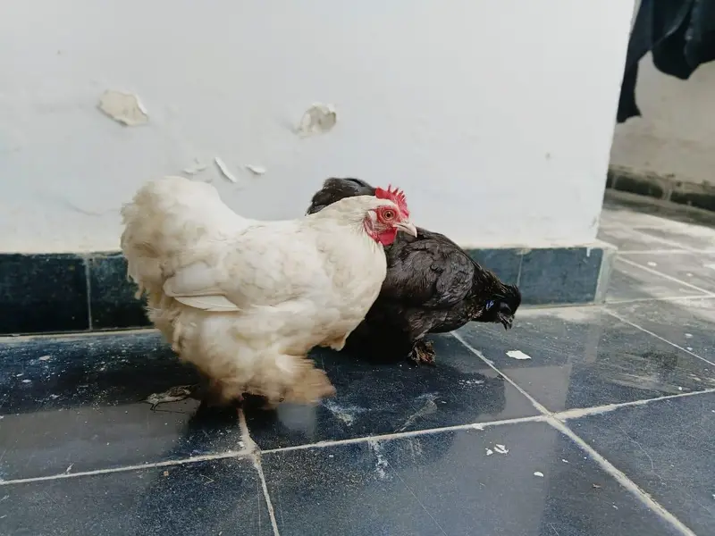 bantam hens — photo 5