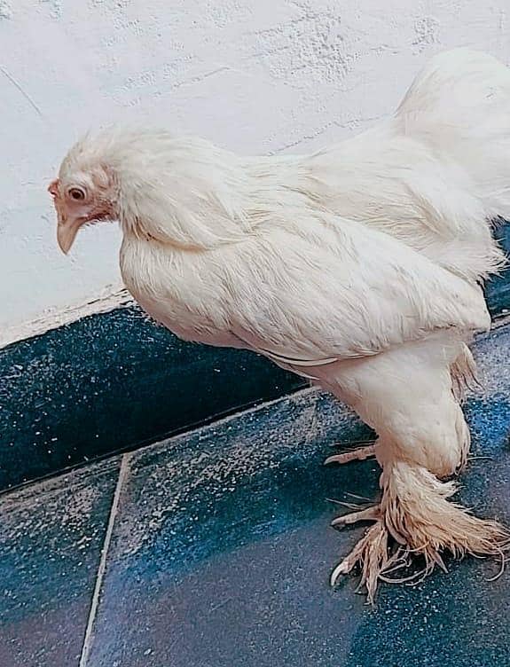 bantam hens 5