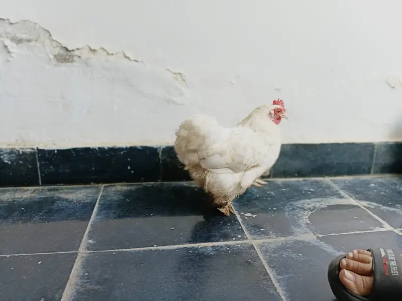 bantam hens — photo 7