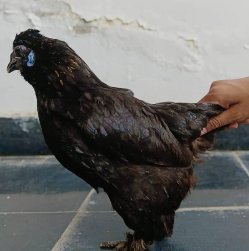 bantam hens 7