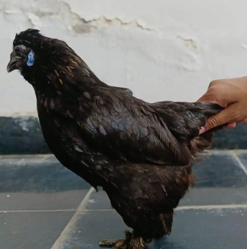 bantam hens — photo 8