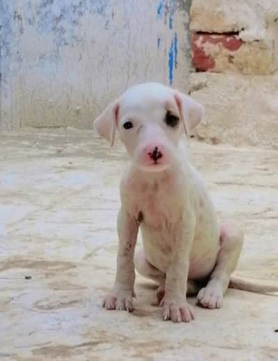 bully gultair female puppy available for sale