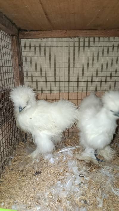 Fancy Hens Chicks 0332-4153261