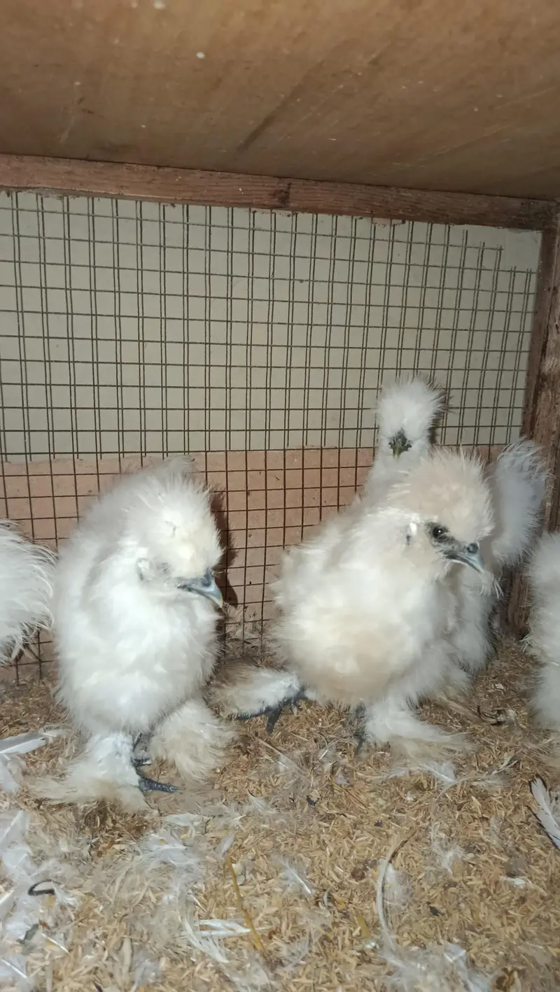 Fancy Hens Chicks 0332-4153261 — photo 2