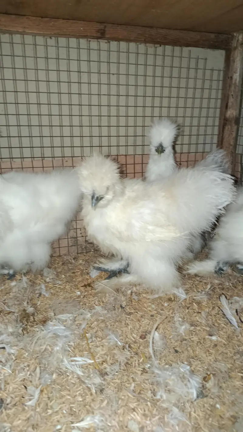 Fancy Hens Chicks 0332-4153261 — photo 3