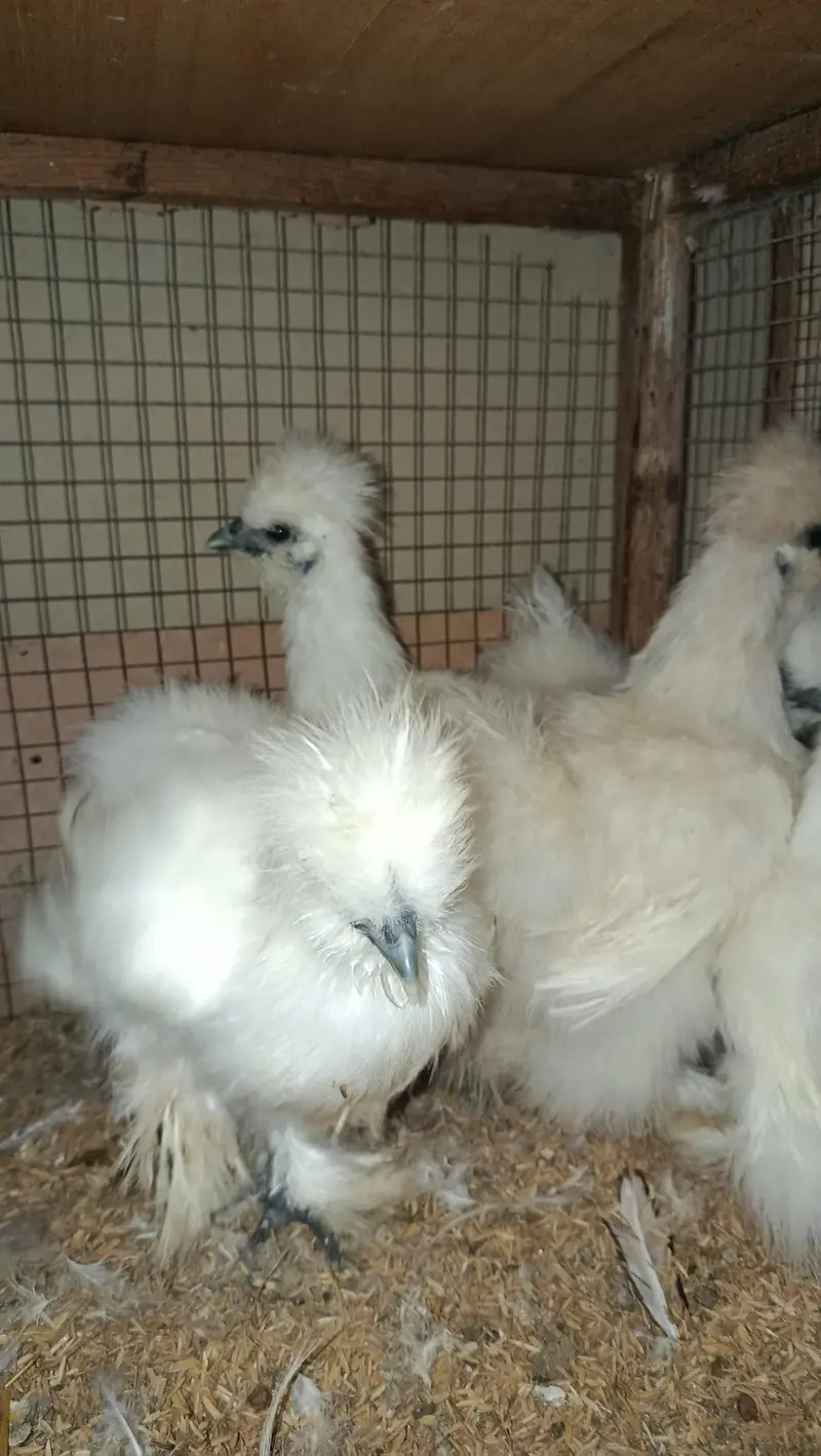 Fancy Hens Chicks 0332-4153261 — photo 4