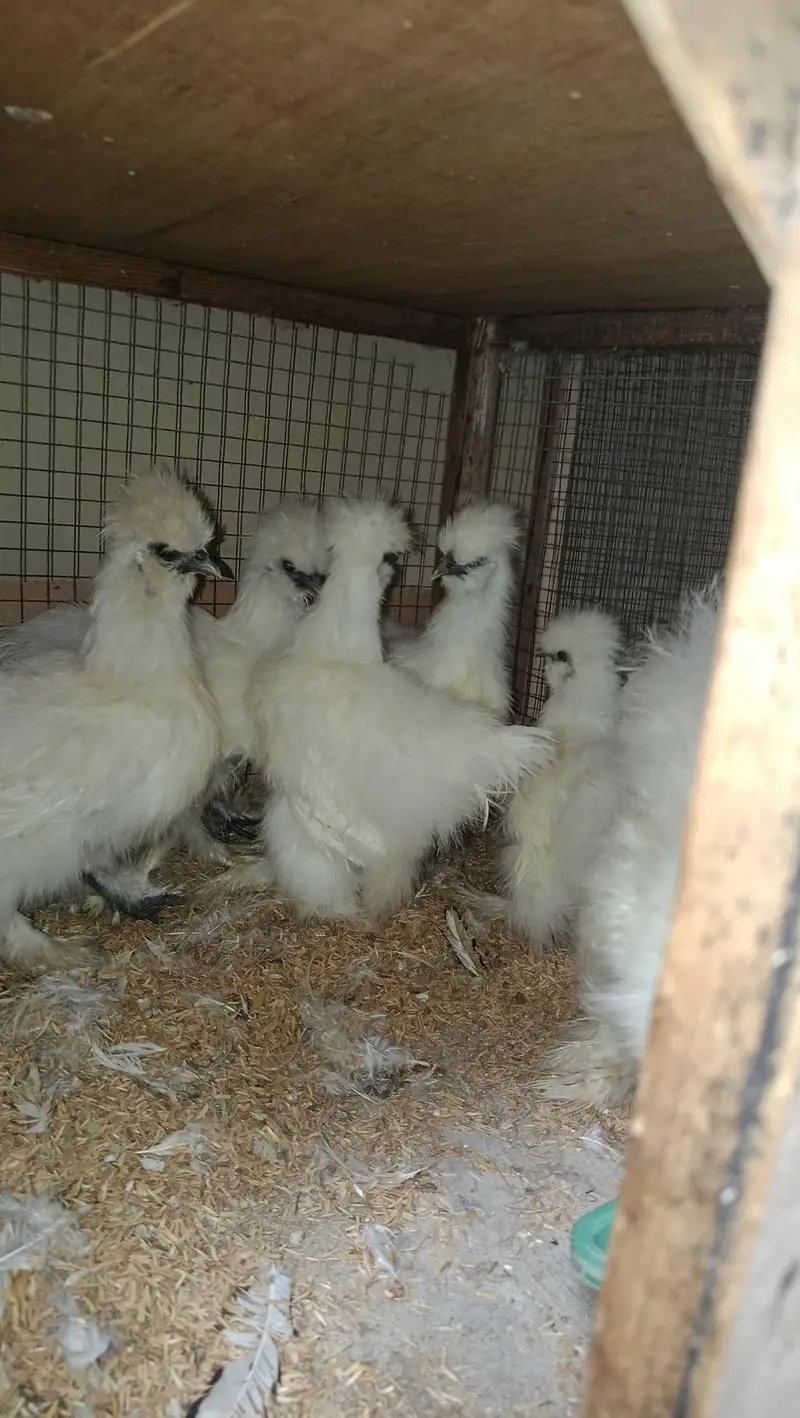 Fancy Hens Chicks 0332-4153261 — photo 5