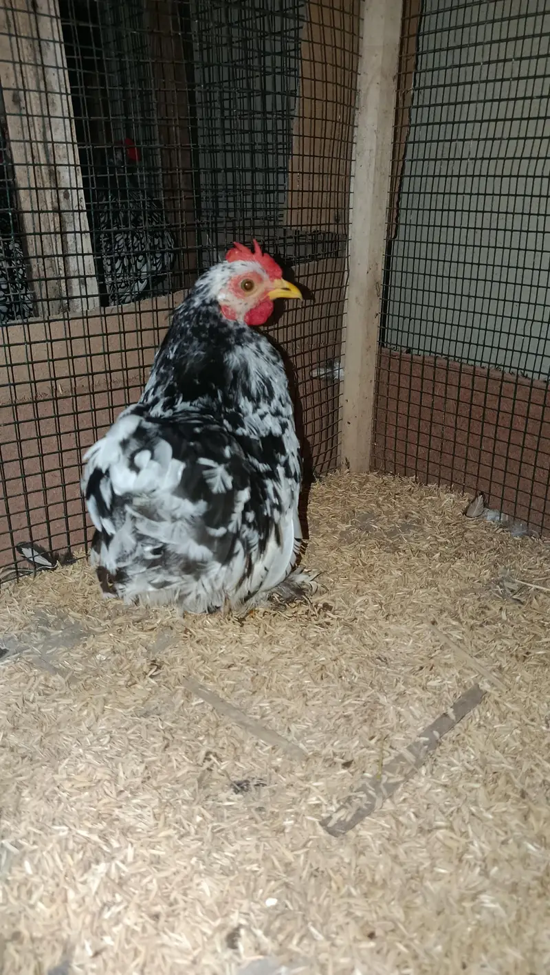 Fancy Hens Chicks 0332-4153261 — photo 7