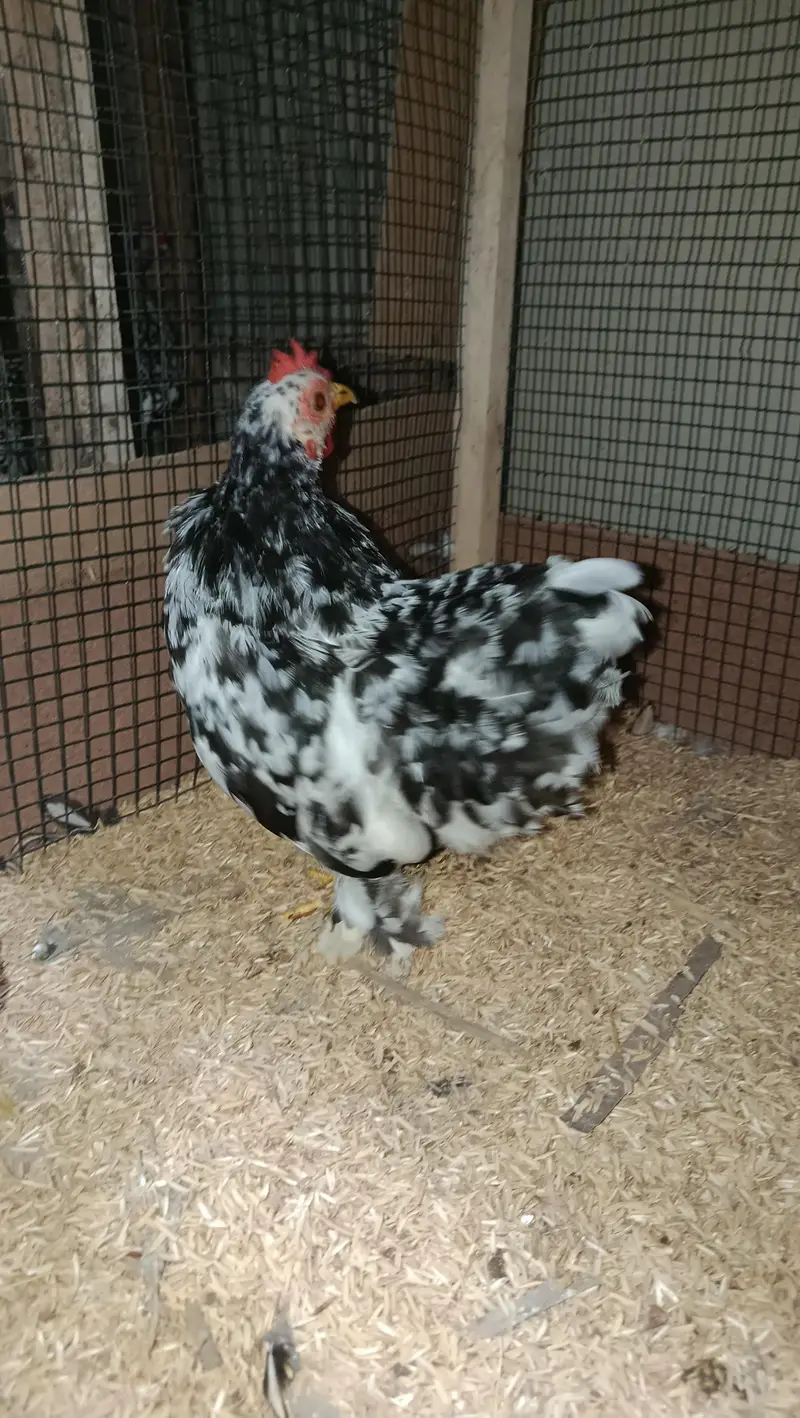 Fancy Hens Chicks 0332-4153261 — photo 8