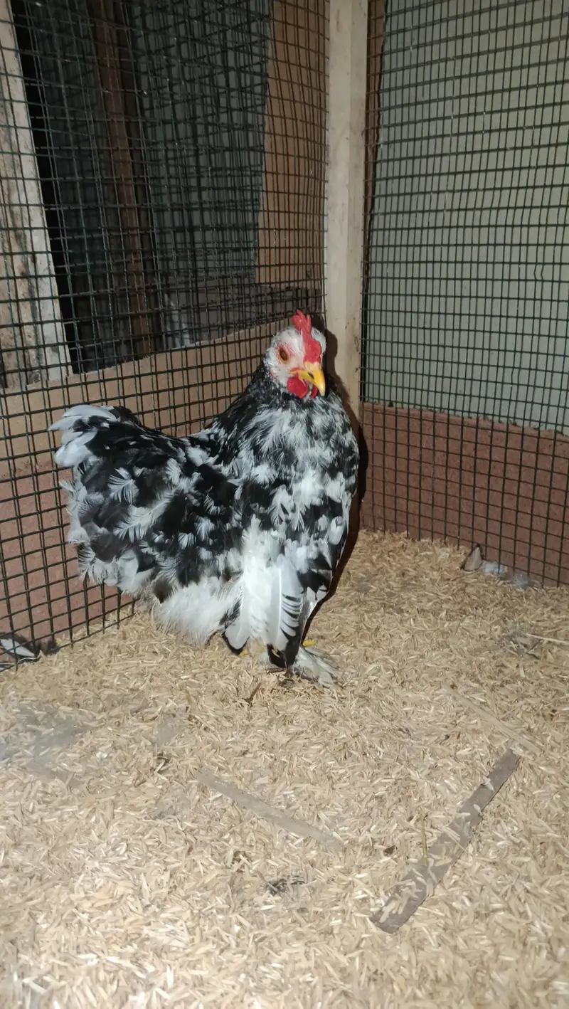 Fancy Hens Chicks 0332-4153261 — photo 9