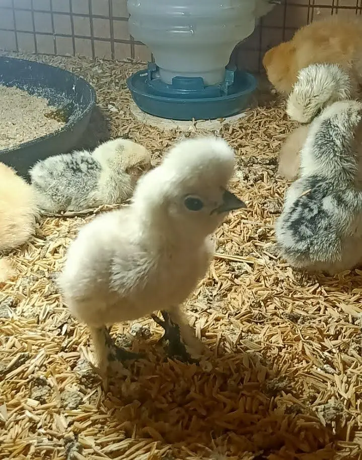 Fancy Hens Chicks 0332-4153261 — photo 10