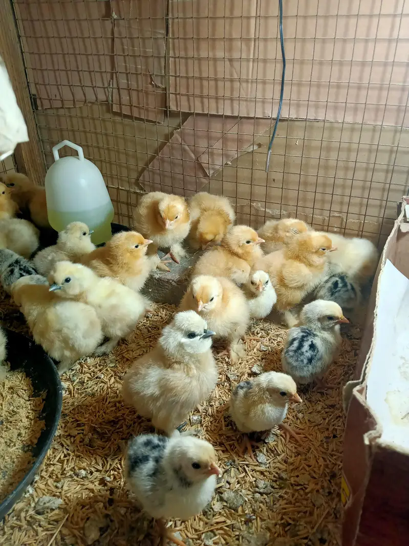 Fancy Hens Chicks 0332-4153261 — photo 11