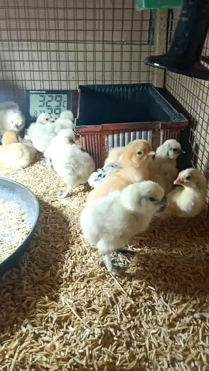 Fancy Hens Chicks 0332-4153261 — photo 12