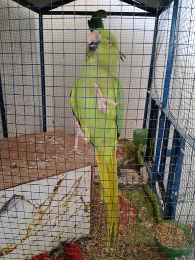 parrot for sale and exchange with bakri ka bacha