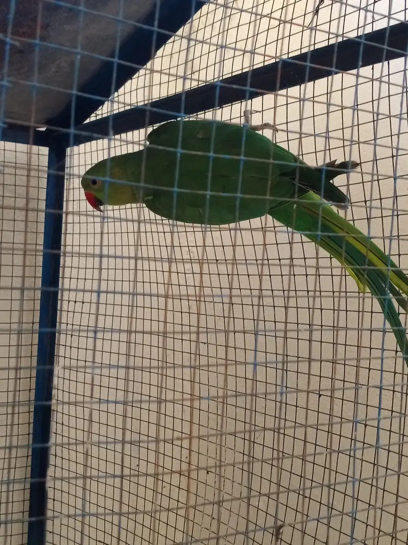 parrot for sale and exchange with bakri ka bacha — photo 2