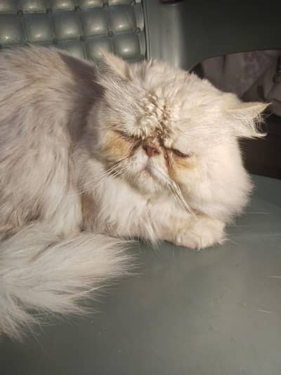 persian Male Cat (Only For Matting)