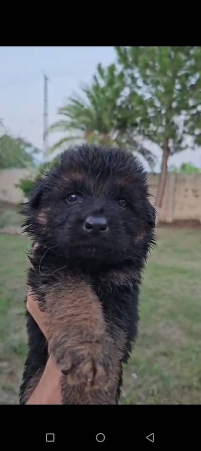 long coat heavy pedigree parents