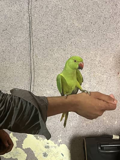 very beautiful parrot 03045516708