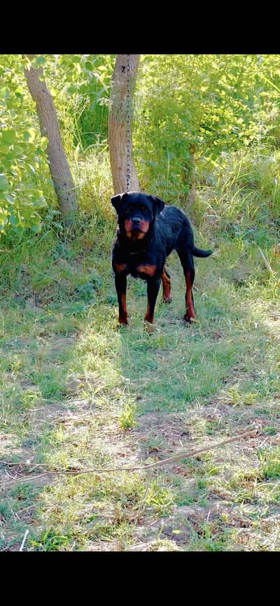 Rotwiller female . Quality female breeder