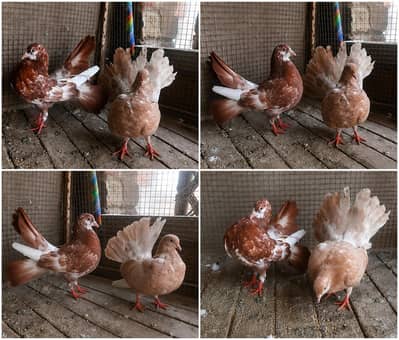 laka pigeon & kabootar