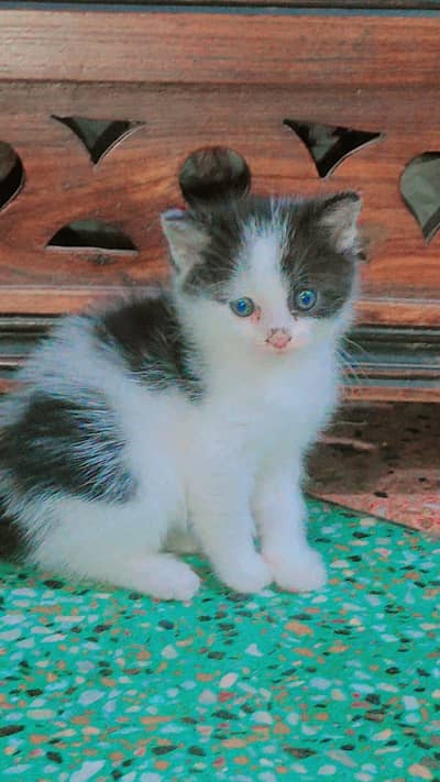 2 month old female Persian mix kitten for sale in Lahore