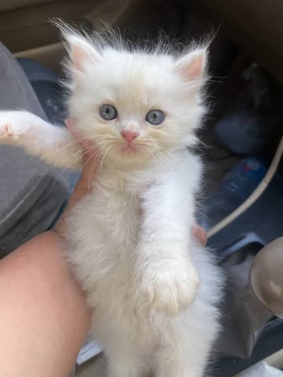 Kittens