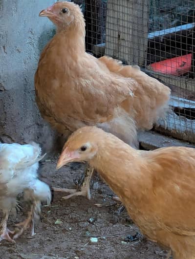 Golden buff and White buff Chicks and Eggs | 03098286027