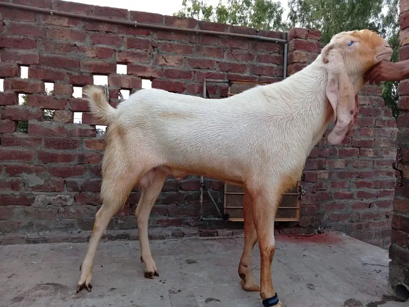 Dasi Rajin pur breader — photo 2