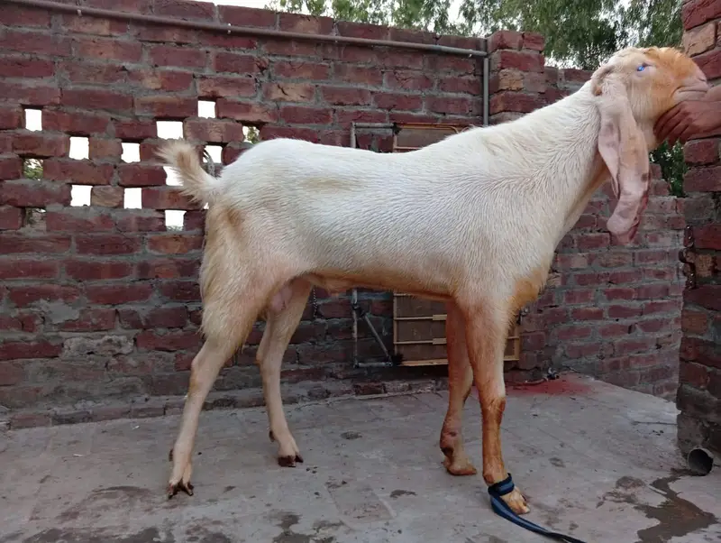 Dasi Rajin pur breader — photo 6