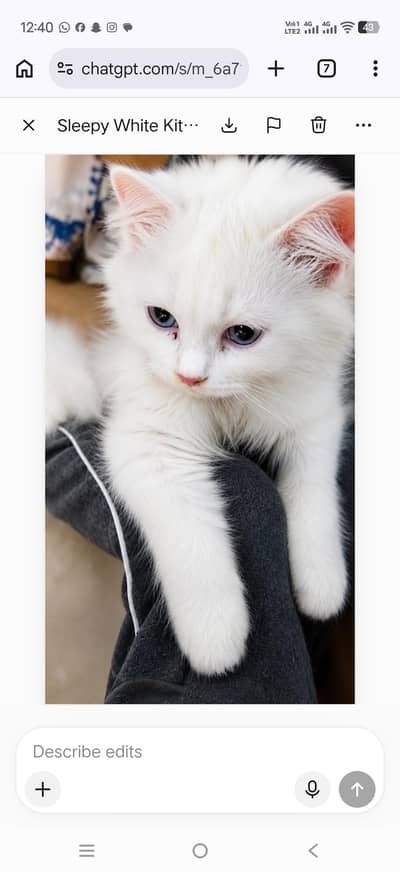 persian cat