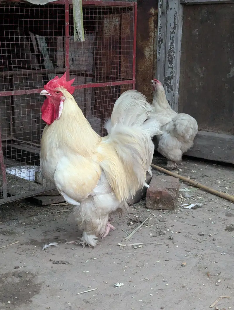Pure Golden Buff | Pure White Buff | 03098286027 — photo 5