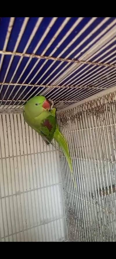 Raw Parrot-Female