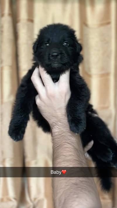 Black German shepherd pups